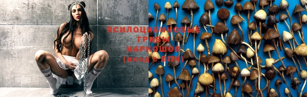 шишки Алексин